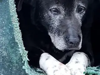 Meticcio cani Nonnino 13anni POSSIBILE ANCORA LÌ??NAPOLI HELP a Città metropolitana di Milano - Annuncio 2