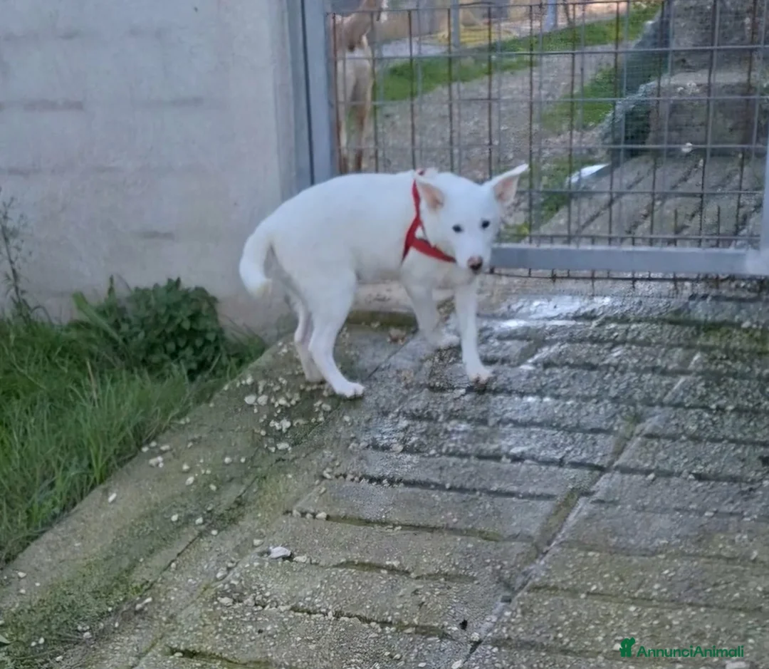 Meticcio cani in regalo: Stupendo Erik mix pastore svizzero in adozione  - Annuncio 2
