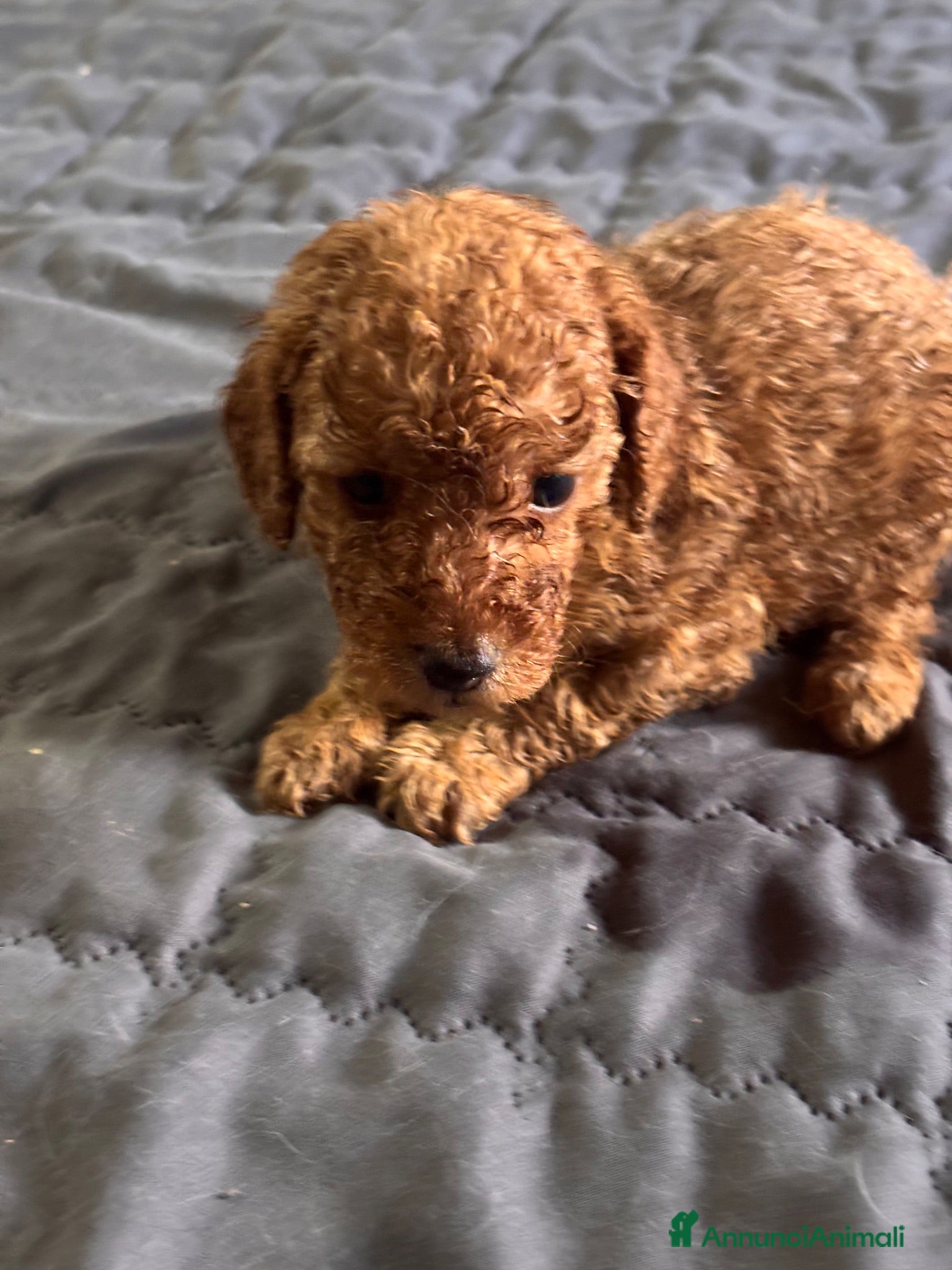 Barboncino Toy cani Cuccioli di Barboncino Toy - Annuncio 2