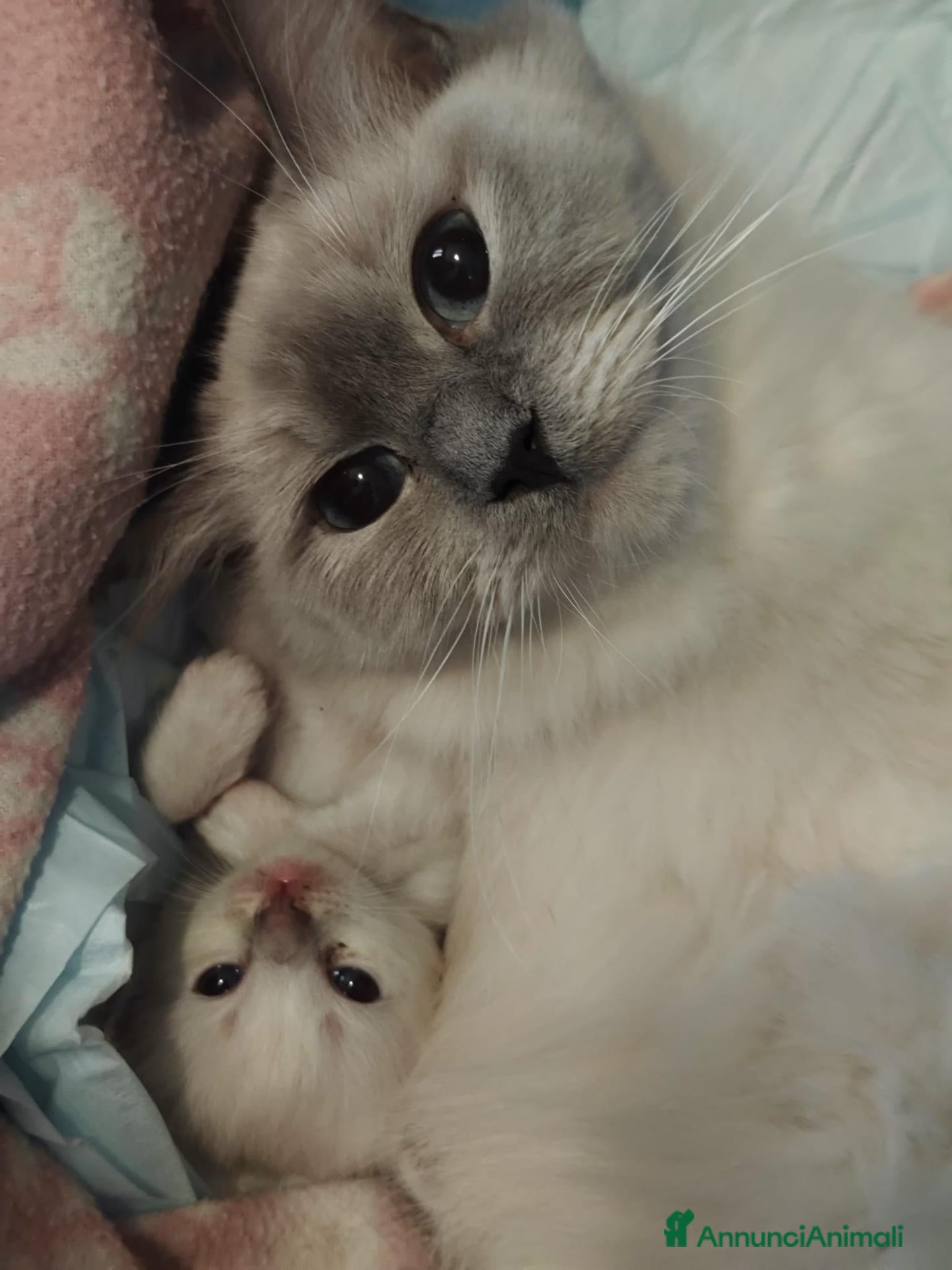 Ragdoll gatti Ragdoll cuccioli con pedegree  - Annuncio 1