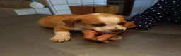 Meticcio cani in regalo: CUCCIOLI CERCANO CASA  - Annuncio 5