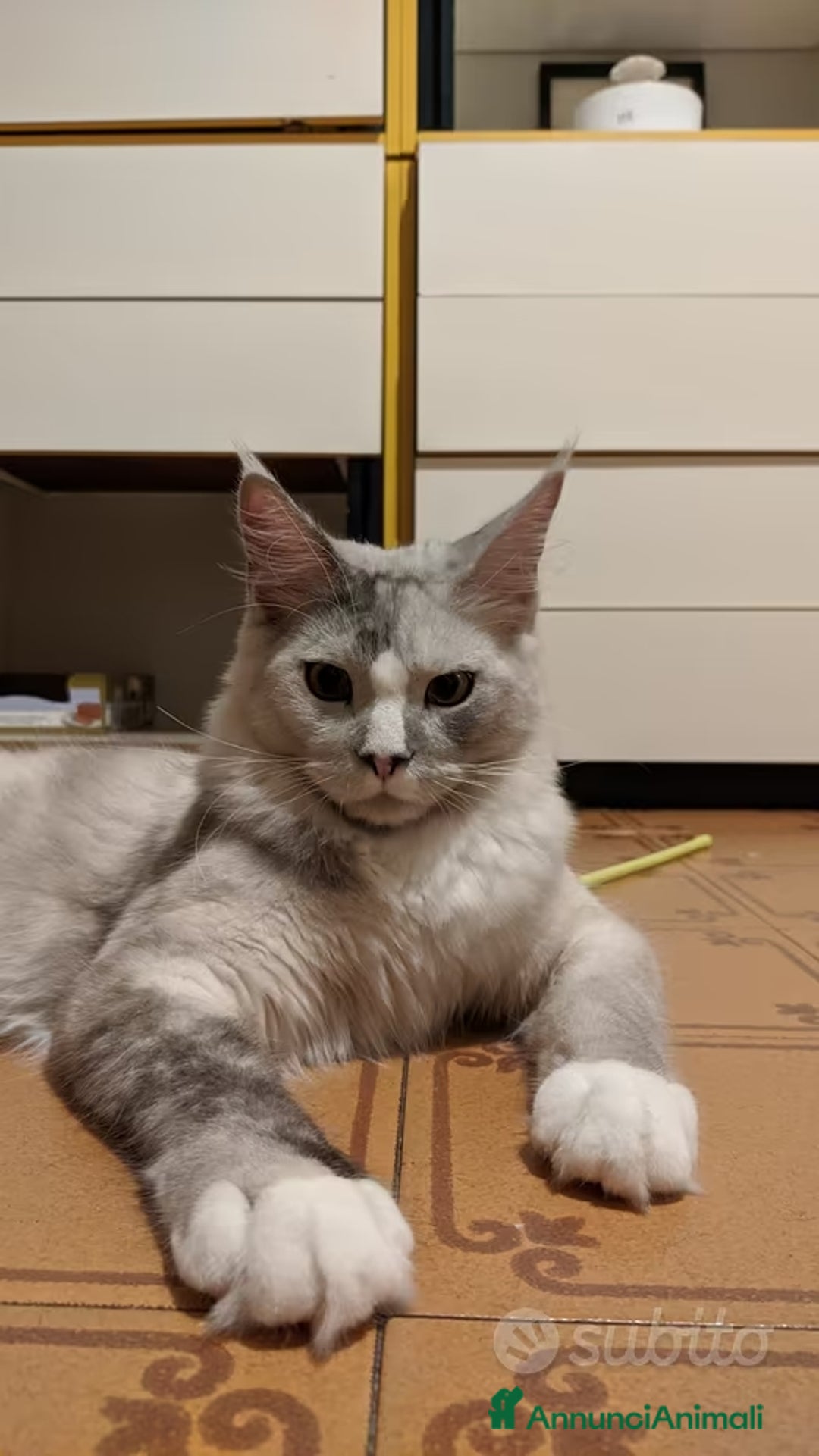 Maine Coon gatti per accoppiamento: Maine coon white-silver per monta - Annuncio 4