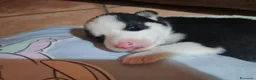 Husky cani in vendita: Cuccioli di siberian husky - Annuncio 28