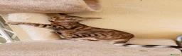 Bengala gatti in vendita: Gatto Bengala femmina  - Annuncio 3