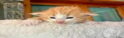 Norvegese gatti in vendita: cucciolo norvegese delle foreste - Annuncio 5