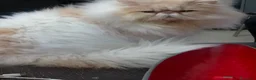 Persiano gatti in vendita:  Gattina Persiana  - Annuncio 6