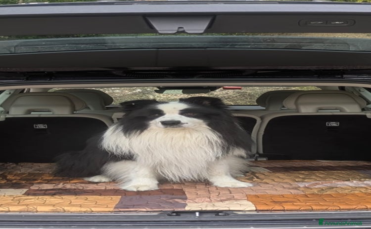 Border Collie cani - Annuncio 14