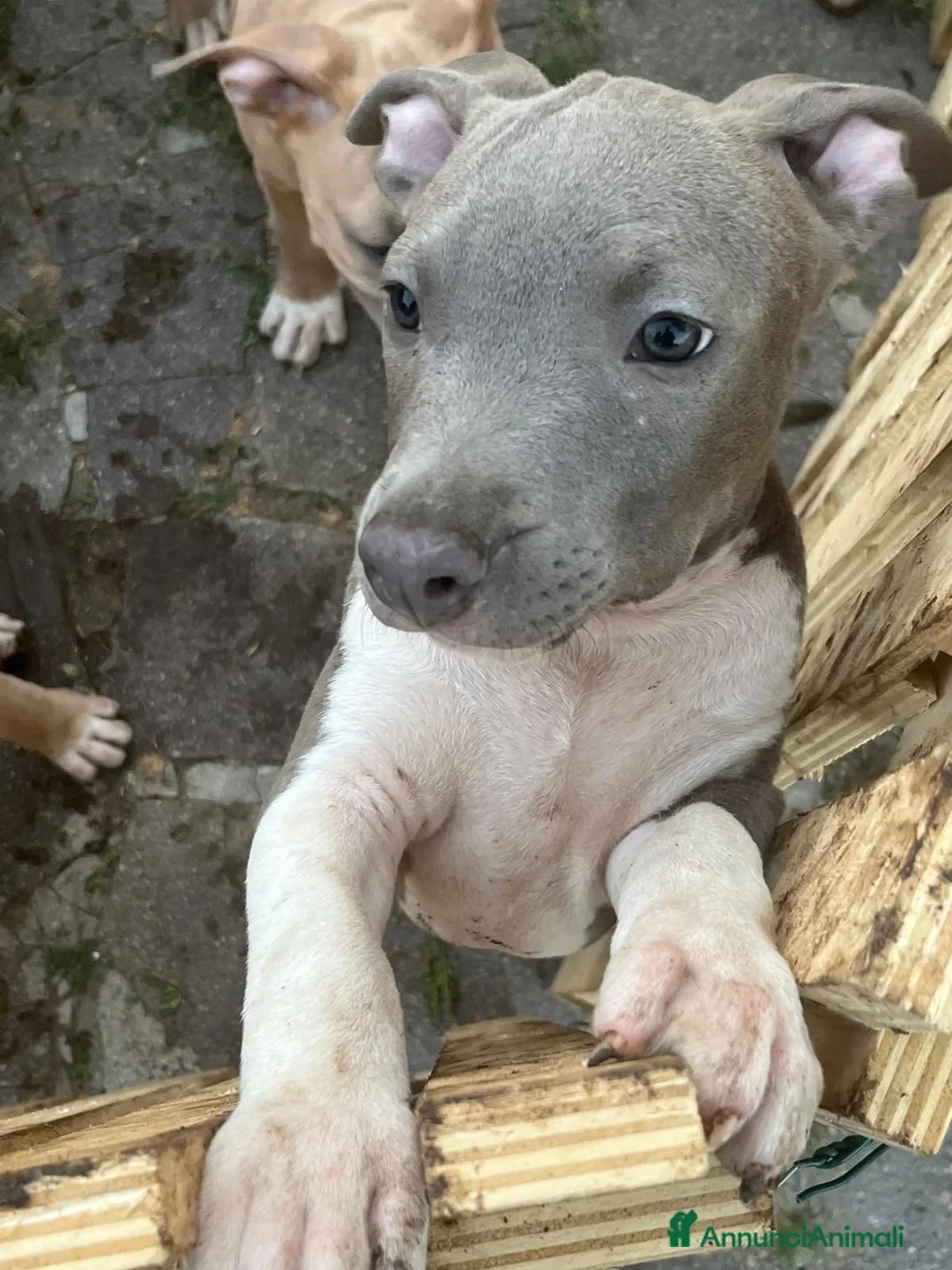 American Staffordshire cani in vendita: Quattro maschietti disponibili - Annuncio 6