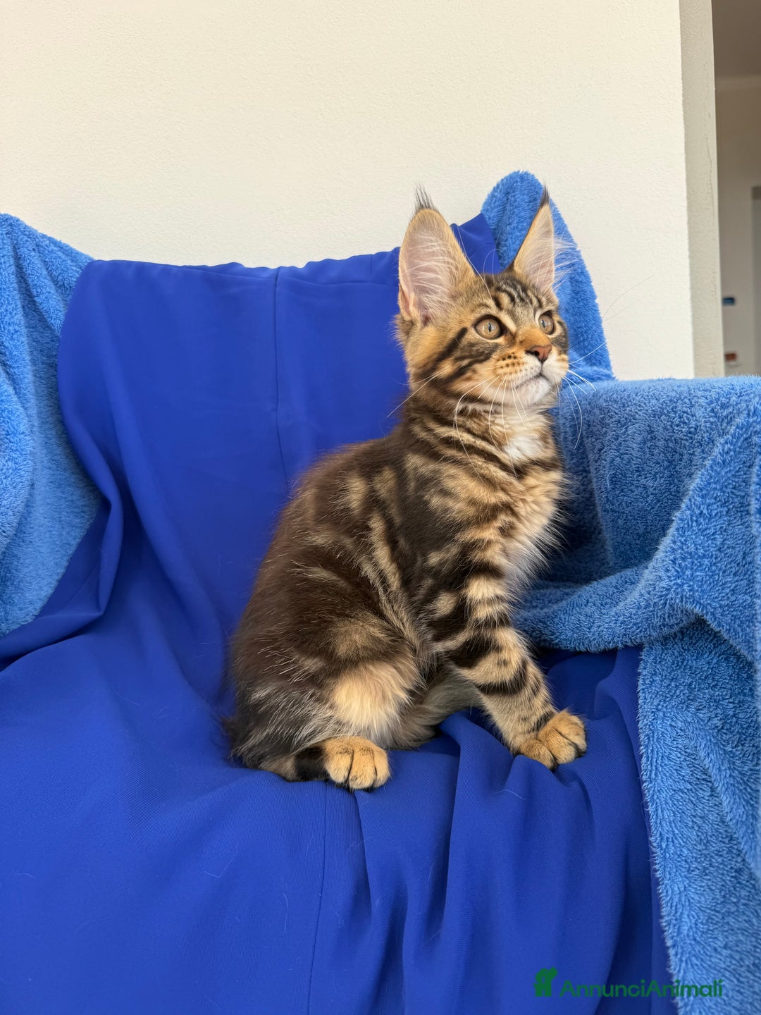 Maine Coon gatti in vendita: Cucciola di Maine coon disponibile  a Provincia di Novara - Immagine 6