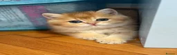 British gatti in vendita: British Golden  - Annuncio 1