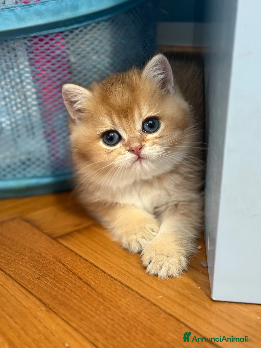 British gatti in vendita: British Golden  - Annuncio 1