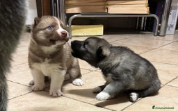 Husky cani in vendita: CUCCIOLI DI SIBERIAN HUSKY a Provincia di Perugia - Immagine 7