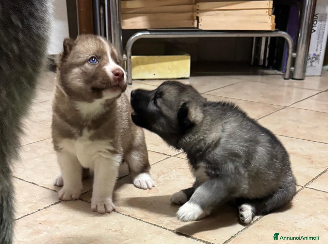 Husky cani in vendita: CUCCIOLI DI SIBERIAN HUSKY a Provincia di Perugia - Immagine 7