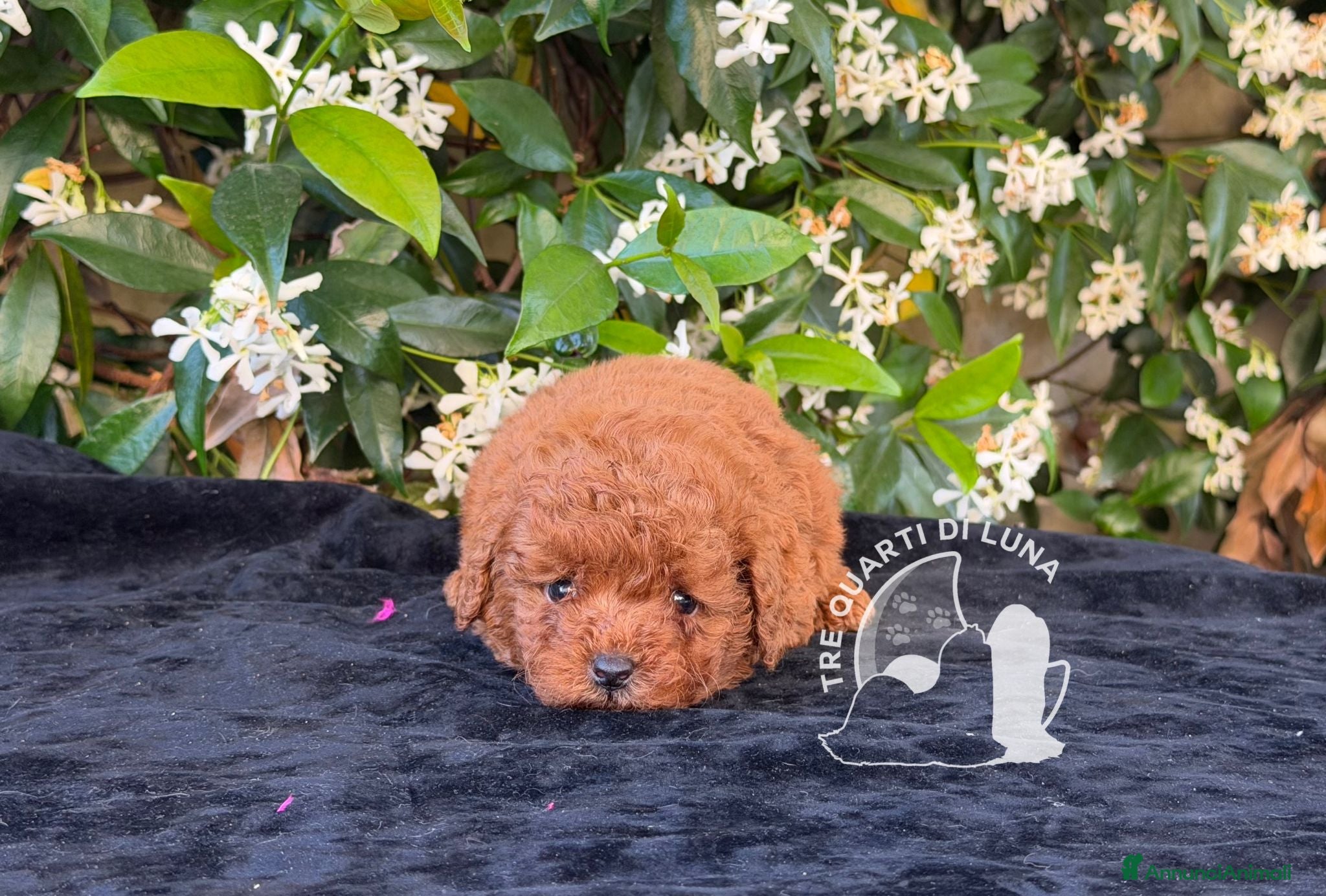 Barboncino Toy cani Barboncino Toy – Cuccioli Selezionati - Annuncio 35
