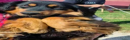 Meticcio cani in regalo:  Follia 🧡timida simil bassotto - Annuncio 3