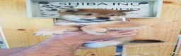 Shiba Inu cani in vendita: Cuccioli shiba inu con pedigree ENCI  - Annuncio 2