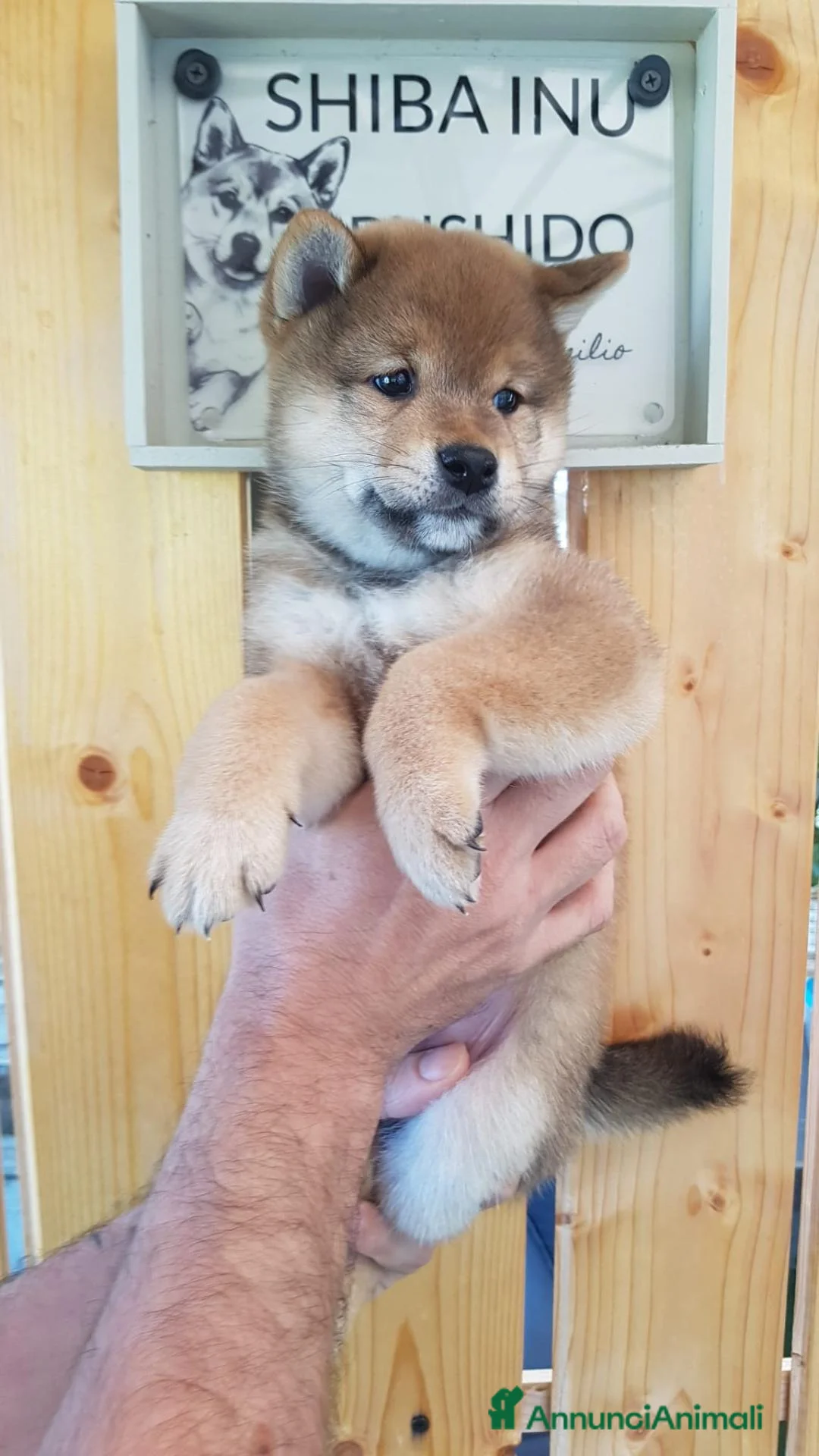 Shiba Inu cani in vendita: Cuccioli shiba inu con pedigree ENCI  - Annuncio 2