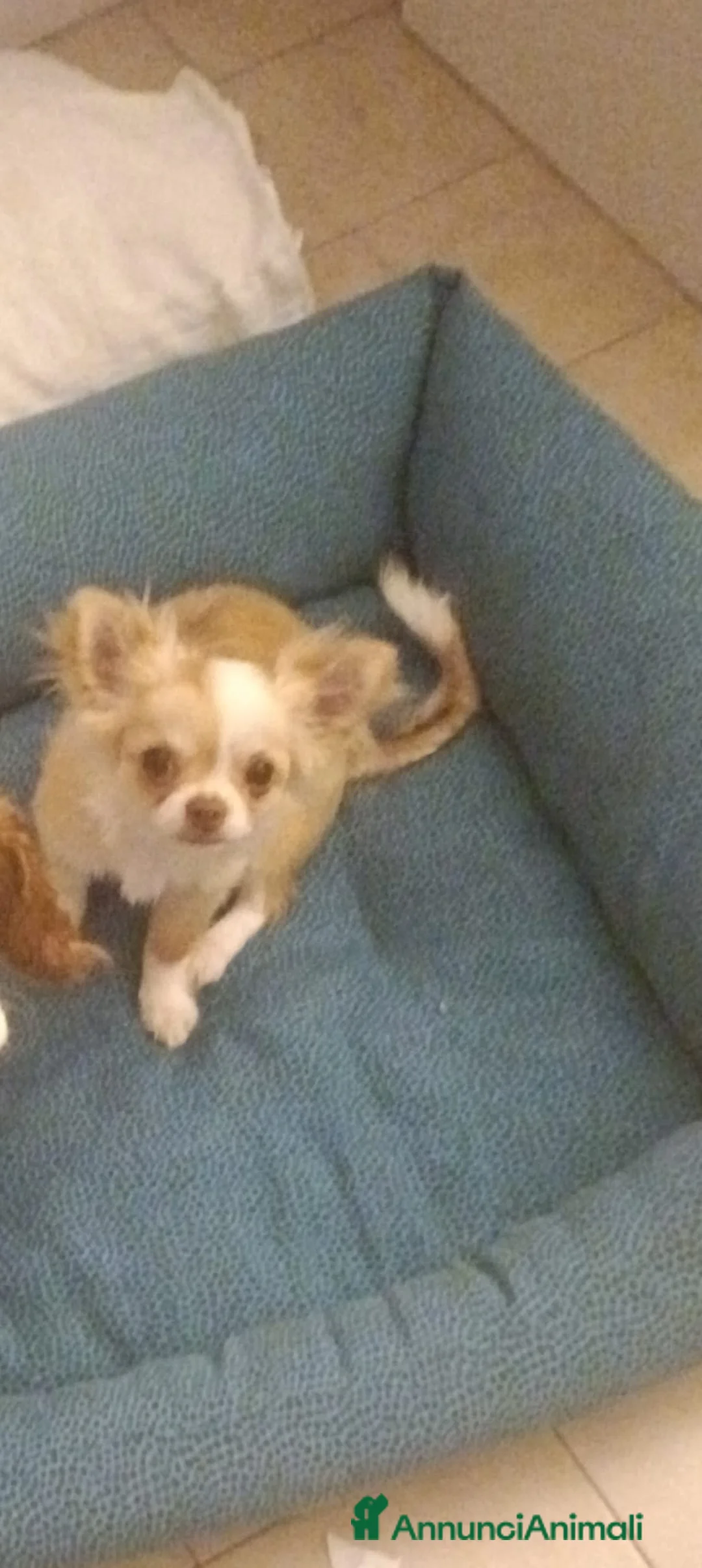 Chihuahua cani in vendita: Chiuauaua mini a Città metropolitana di Roma Capitale - Annuncio 2