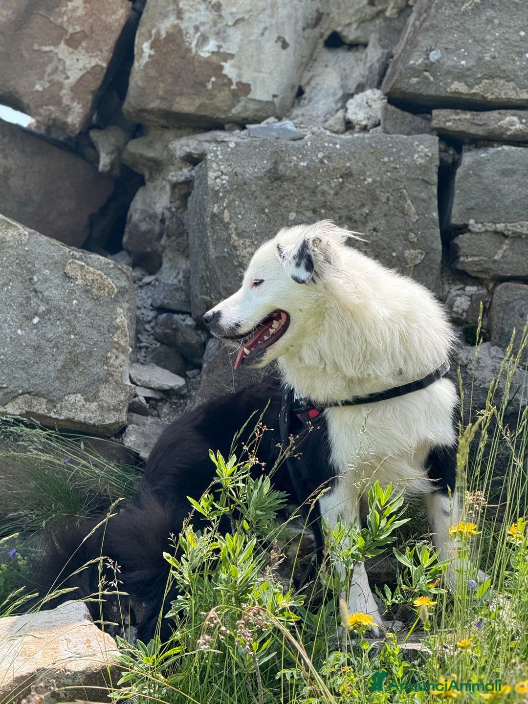 Border Collie cani per accoppiamento: Border collie maschio per monta - Annuncio 2