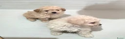 Maltipoo cani in vendita: Maltipoo  - Annuncio 10