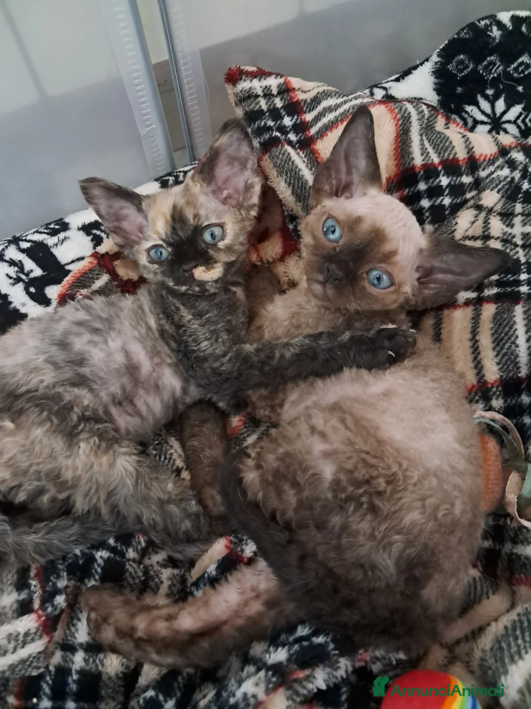 Devon Rex gatti in vendita: Cuccioli devon rex - Annuncio 3