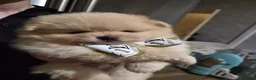 Volpino Pomerania cani in vendita: Cuccioli di Pomerania - Annuncio 8