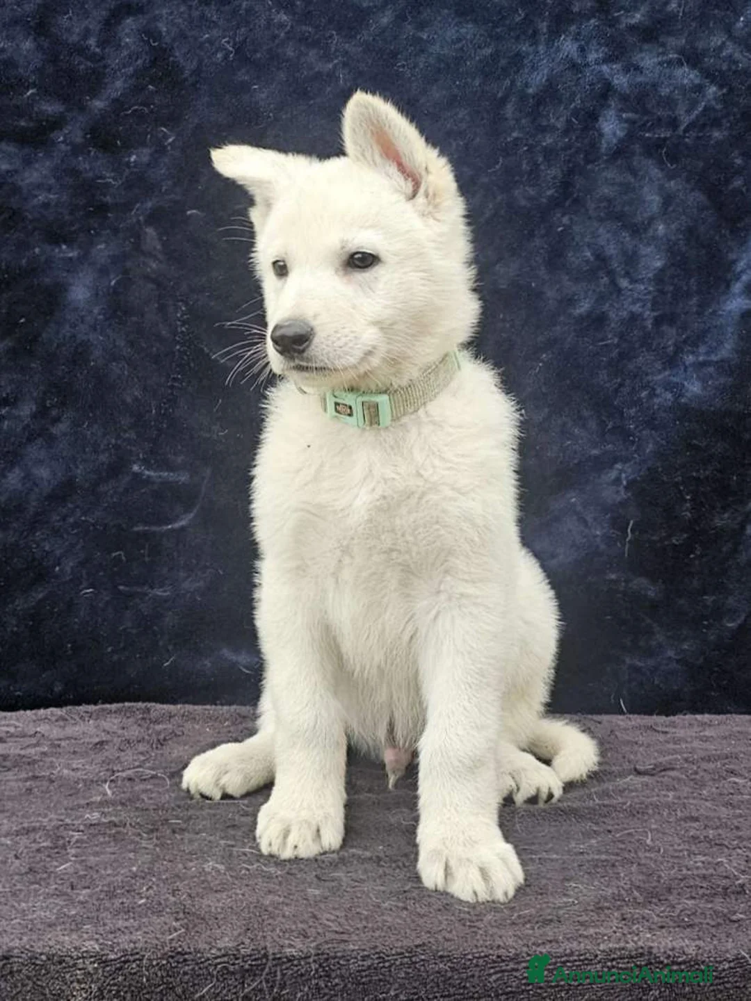 Pastore Svizzero cani in vendita: cucciolo pastore svizzero bianco  - Annuncio 1