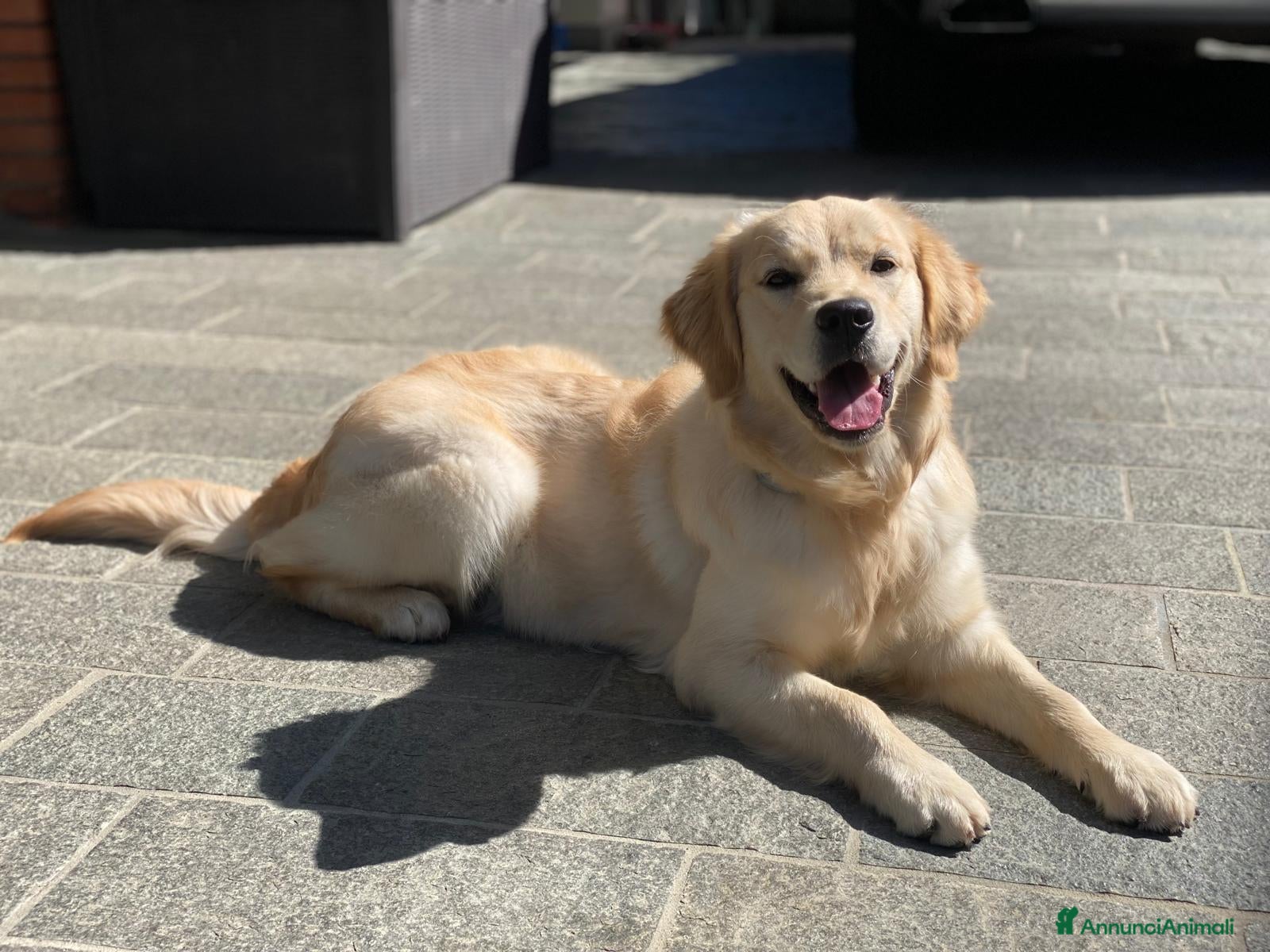 Golden Retriever cani VENDO CUCCIOLA DI 9 MESI GOLDEN RETRIEVER  - Annuncio 4