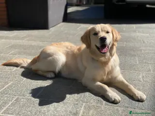 Golden Retriever cani VENDO CUCCIOLA DI 9 MESI GOLDEN RETRIEVER - Annuncio 4
