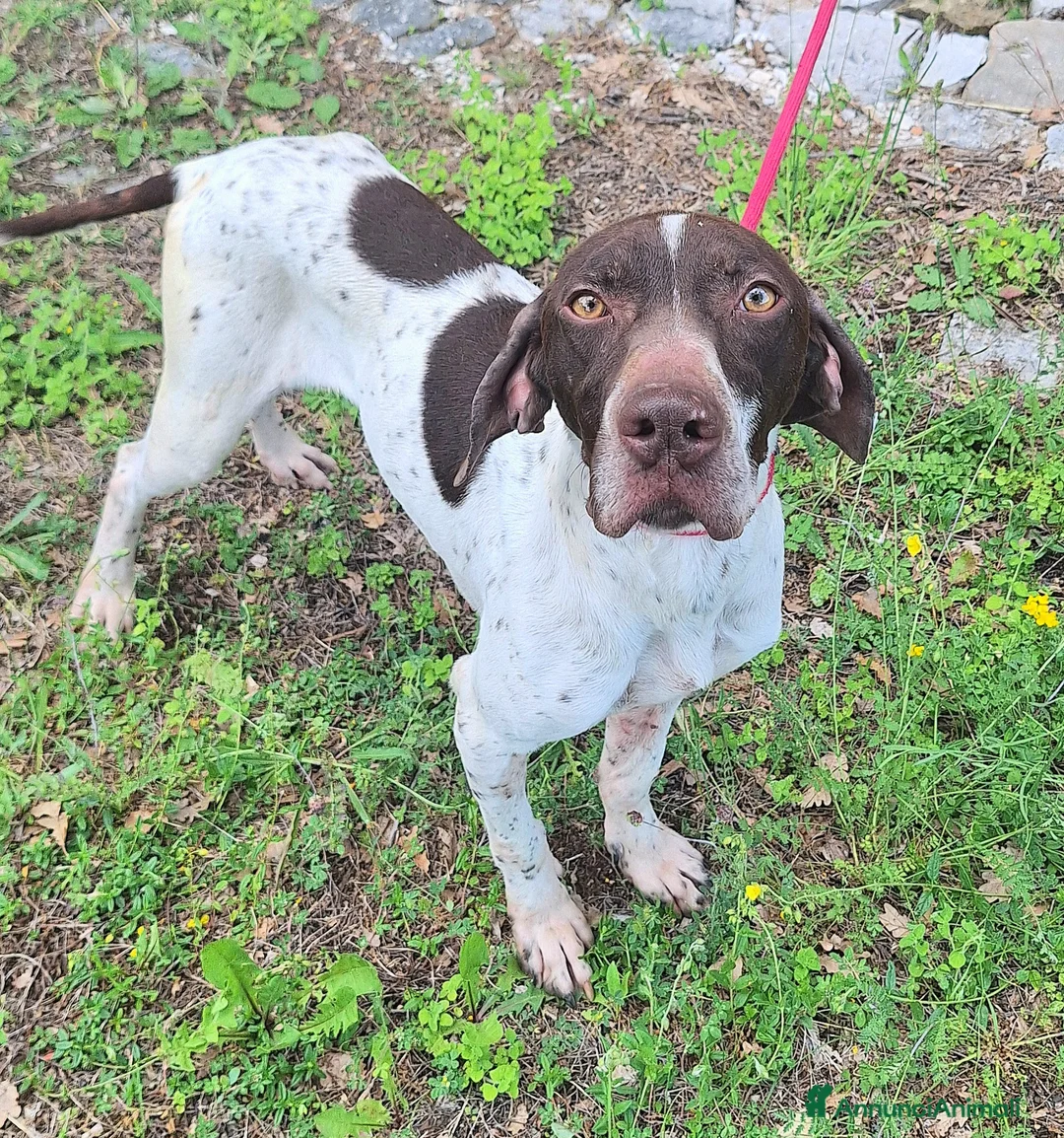 Bracco cani in regalo: Goya 3 anni bracco  - Annuncio 6
