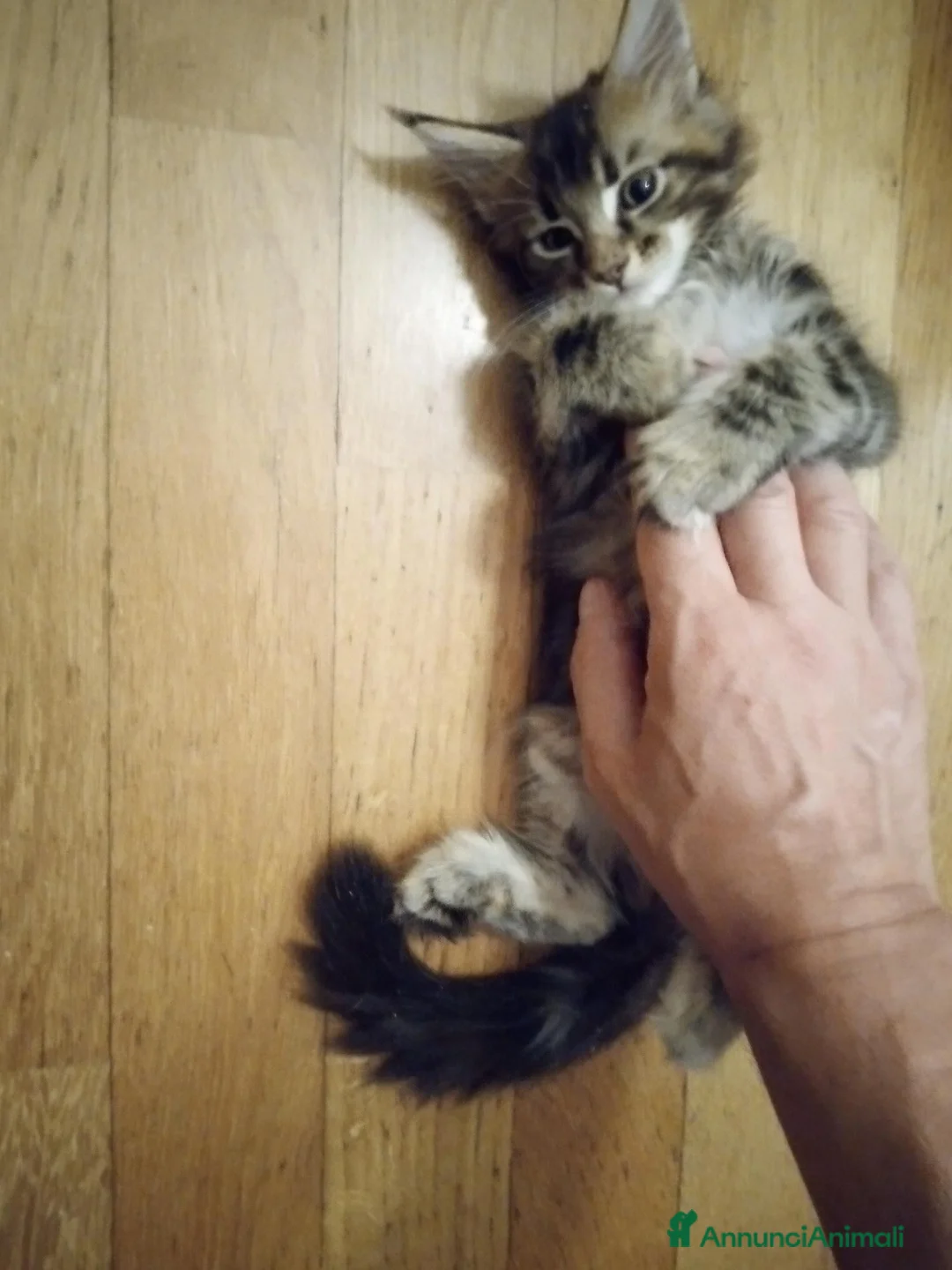 Maine Coon gatti in vendita: Cucciola di Maine Coon a Città Metropolitana di Bologna - Annuncio 8