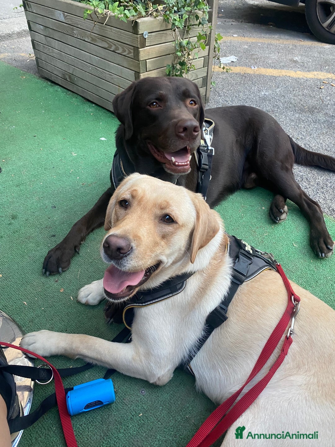 Labrador cani per accoppiamento: Cerco fidanzata Choco🤎 a Città metropolitana di Roma Capitale - Annuncio 7
