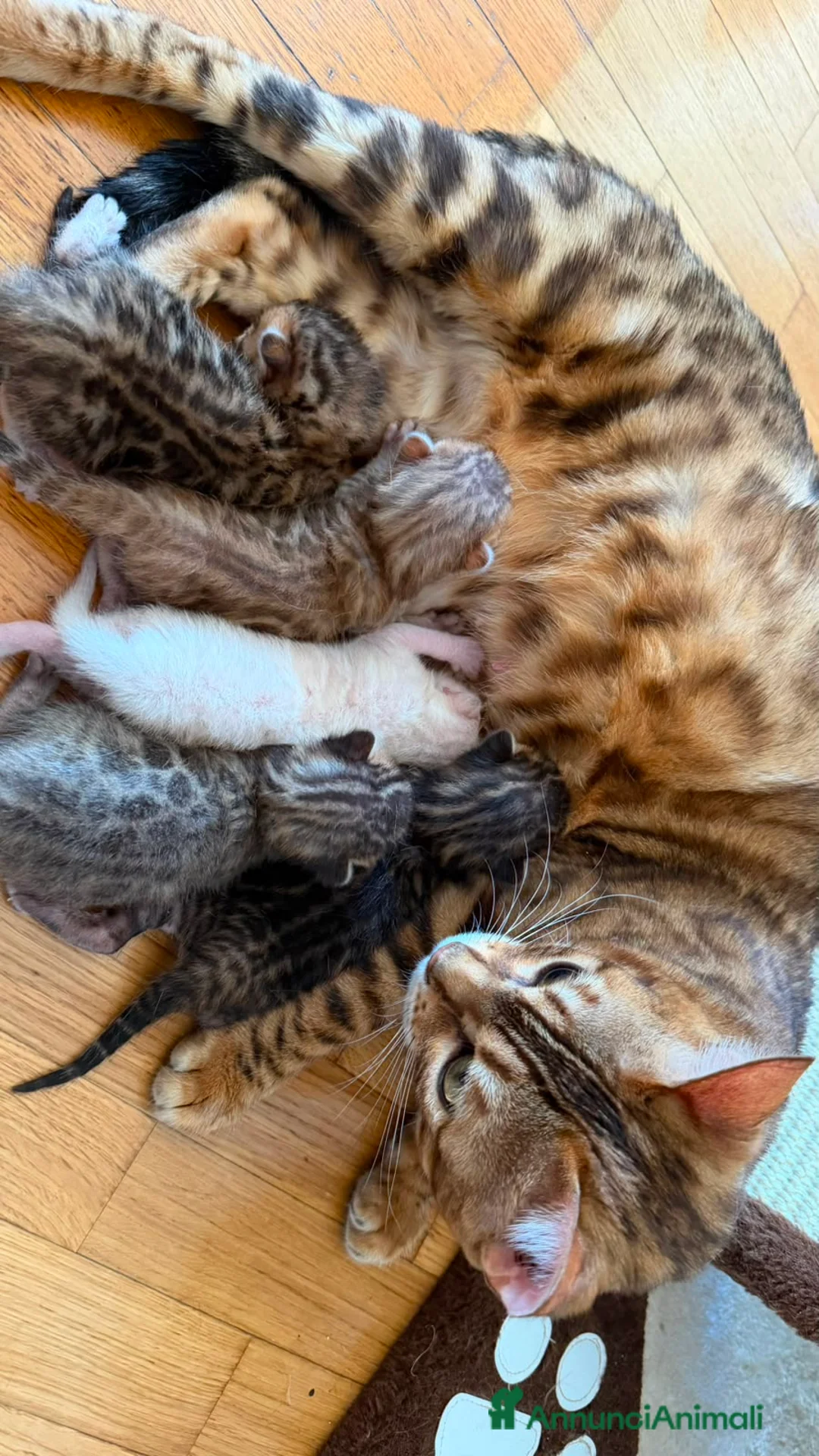 Bengala gatti in vendita: CUCCIOLI BENGALA - Annuncio 2