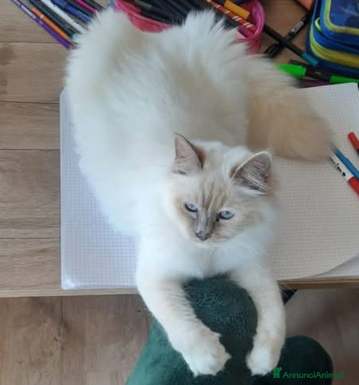 Sacro di Birmania gatti Sacro di Birmania  - Annuncio 30