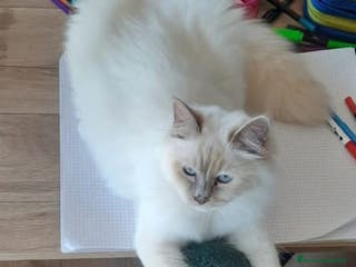 Sacro di Birmania gatti Sacro di Birmania - Annuncio 4