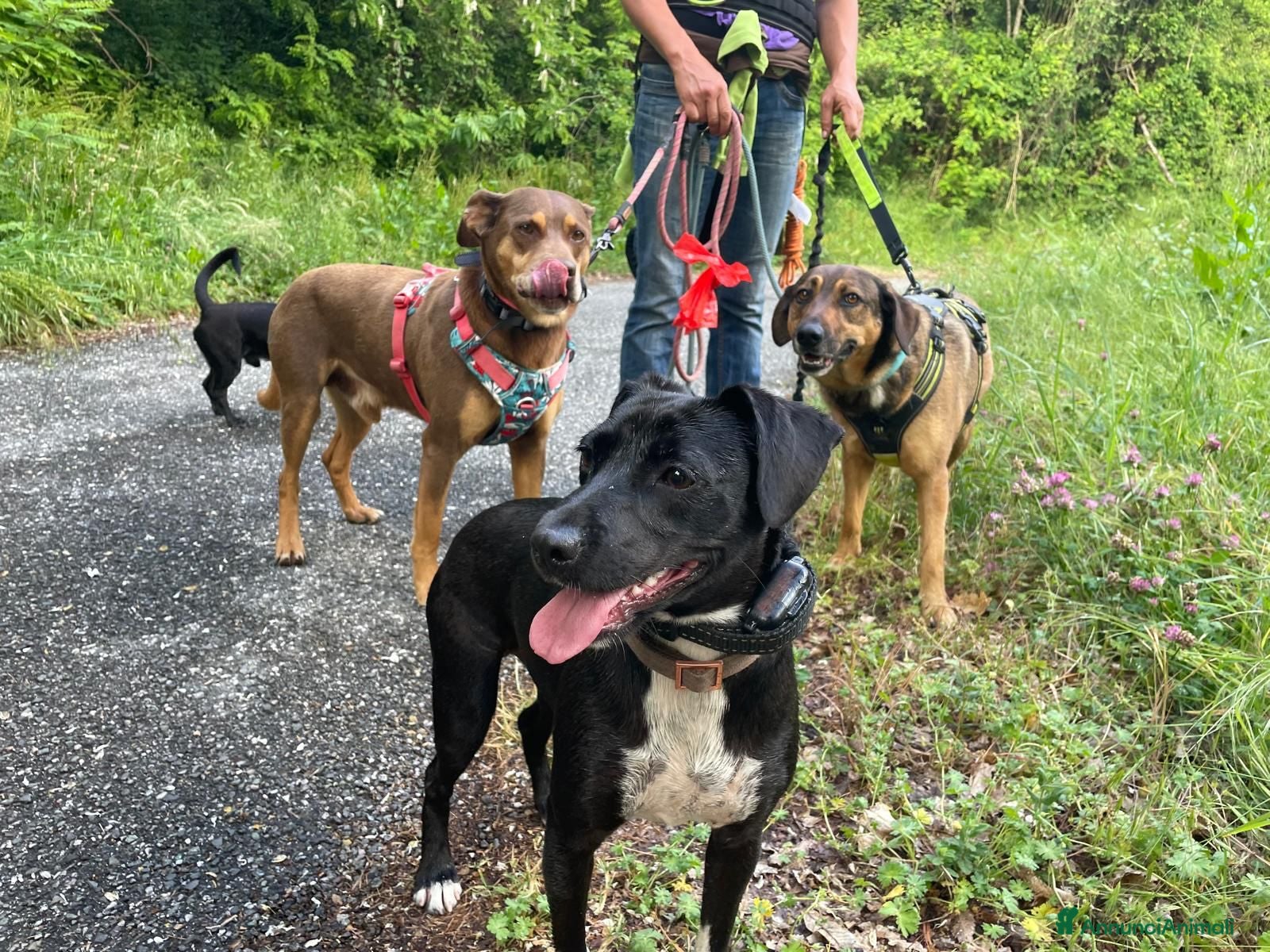 Meticcio cani in regalo: Lola: socievole, equilibrata, affettuosa  - Annuncio 4