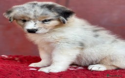 Australian Shepherd cani in vendita: Cucciola Blue Merle - Trinity  a Provincia di Vicenza - Immagine 3