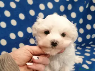 Maltese cani Maltese cuccioli Pedigree Enci - Annuncio 23