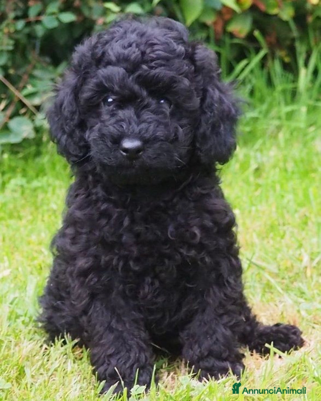 Barboncino cani in vendita: Barboncini Nani disponibili con Pedigree ENCI  - Annuncio 26