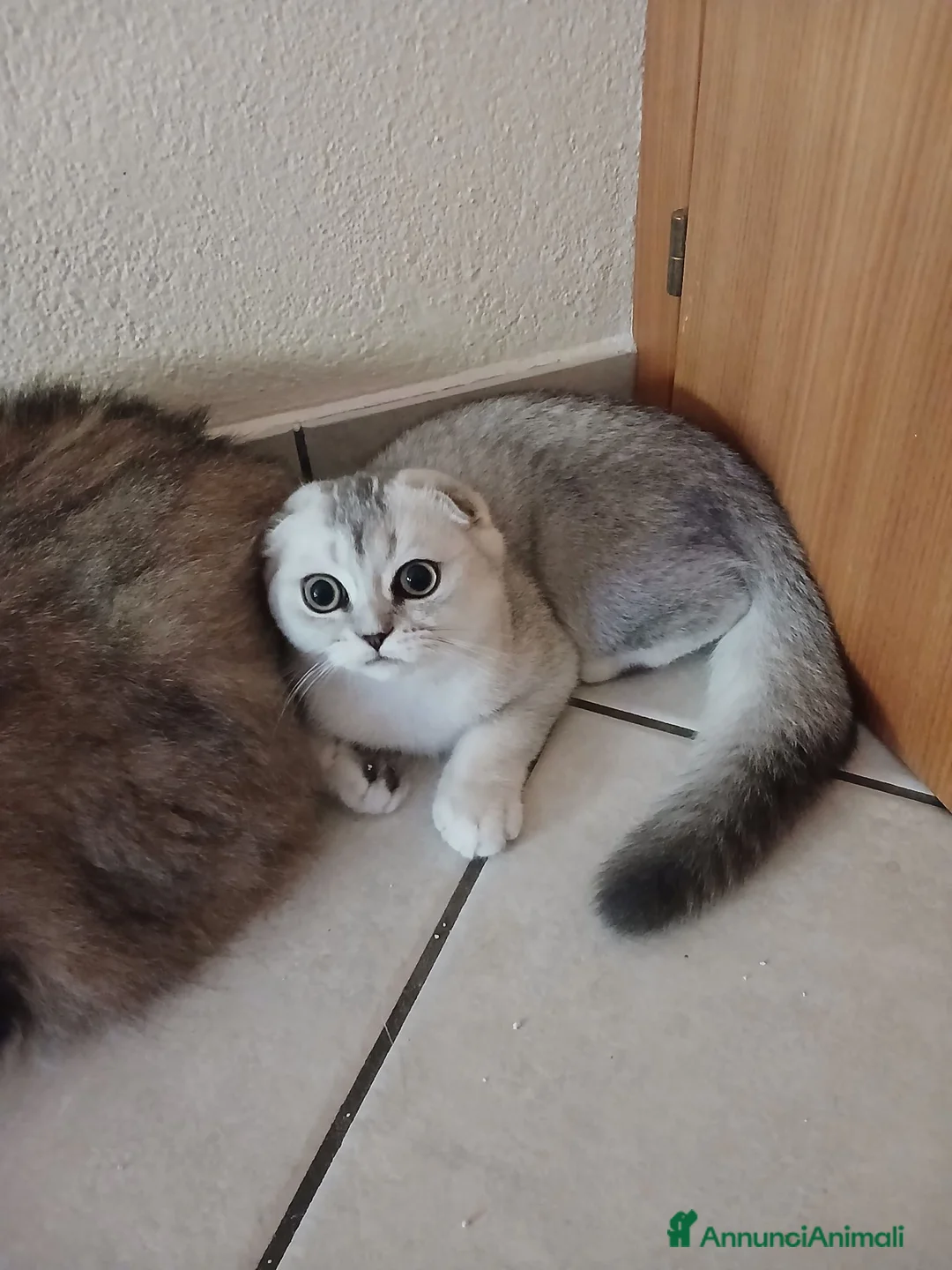 Scottish gatti in vendita: Cuccioli Fold e Straight  - Annuncio 2