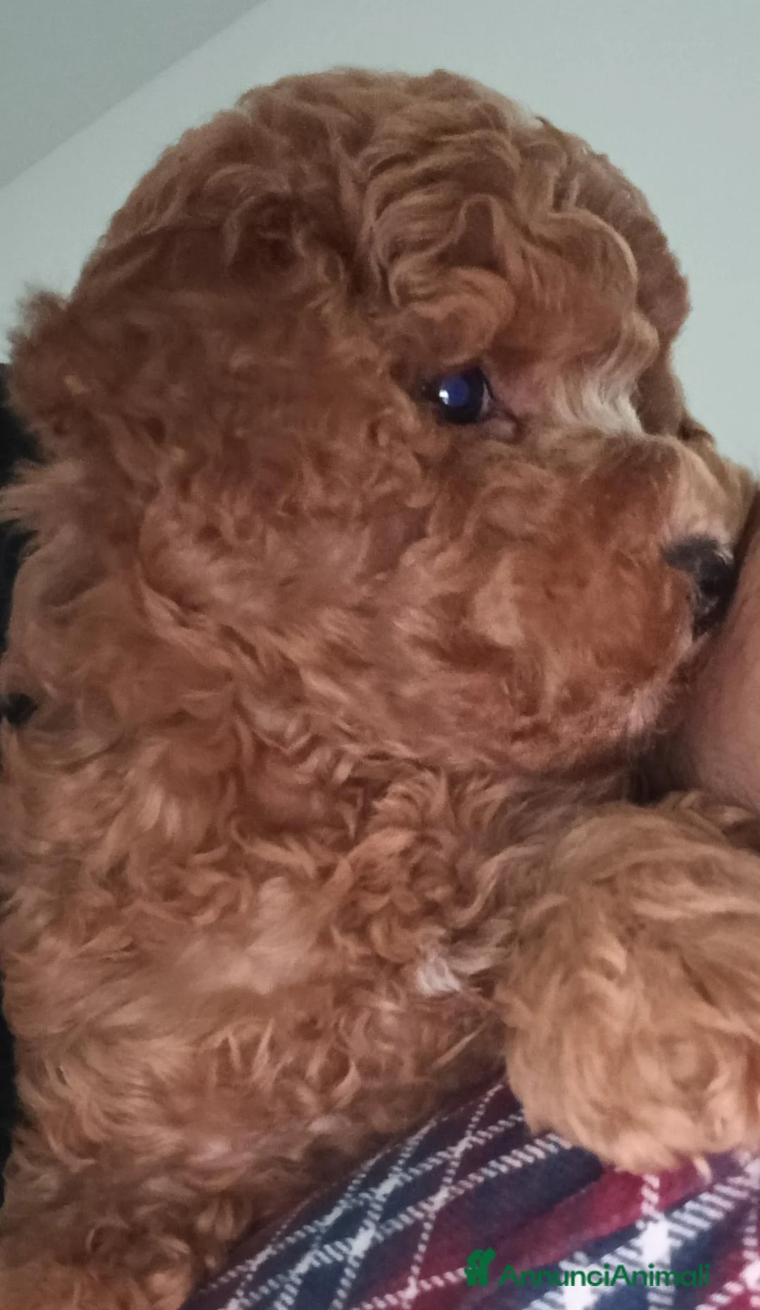 Barboncino Toy cani in vendita: Barboncino toy red DISPONIBILE  - Annuncio 2
