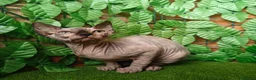 Sphynx gatti in vendita: Cucciola di Canadian Sphynx - Annuncio 13