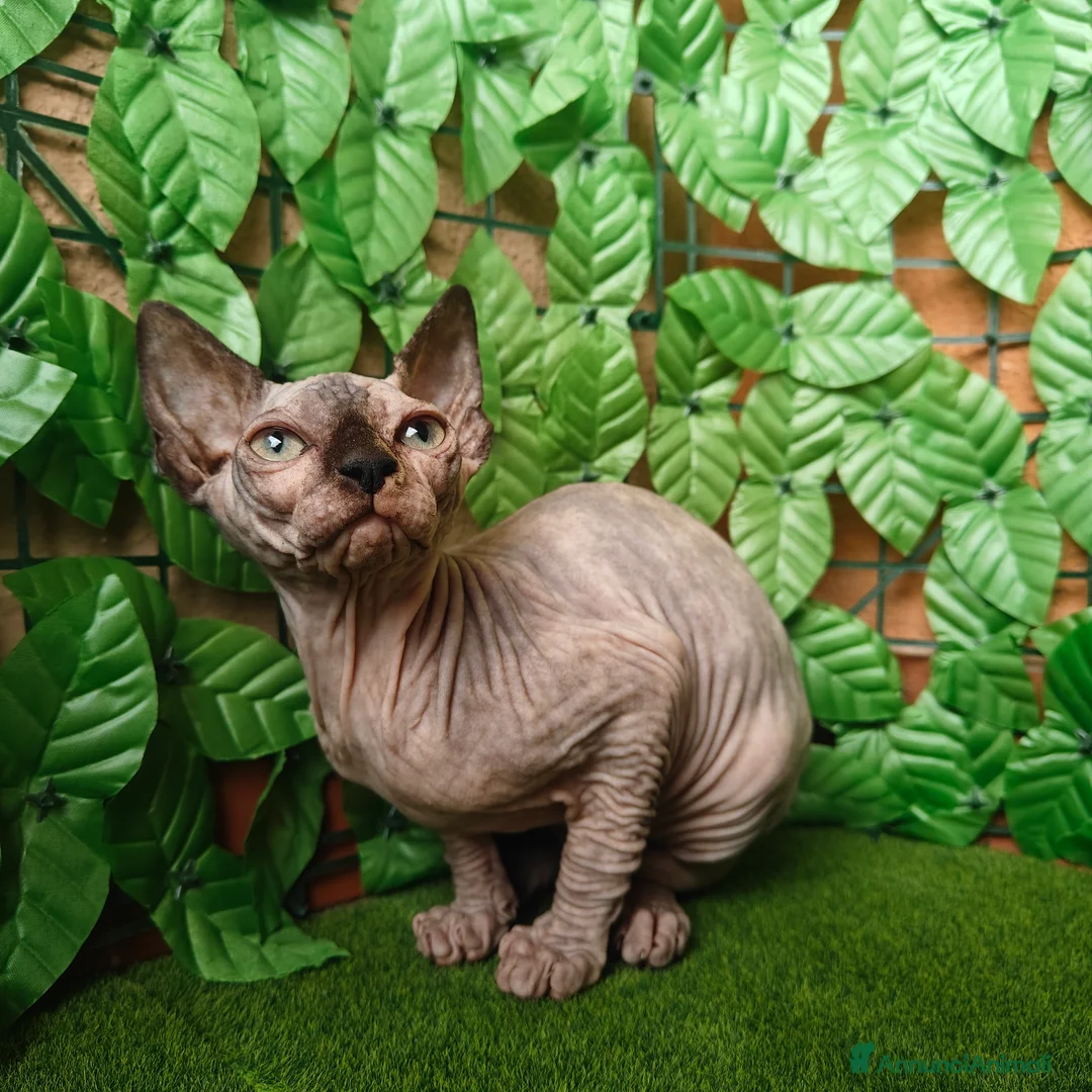 Sphynx gatti in vendita: Cucciola di Canadian Sphynx - Annuncio 13