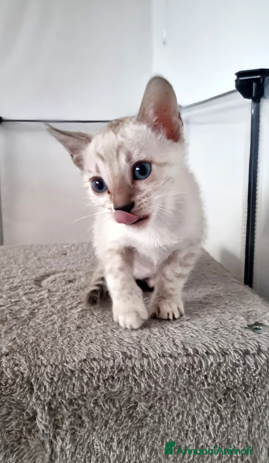 Bengala gatti in vendita: Gattini Bengala con Pedigree  - Annuncio 8