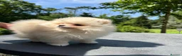 Volpino Pomerania cani in vendita: Volpino di Pomerania  - Annuncio 8