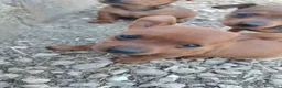Pinscher Miniatura cani in vendita: Cuccioli di Pinscher  - Annuncio 8