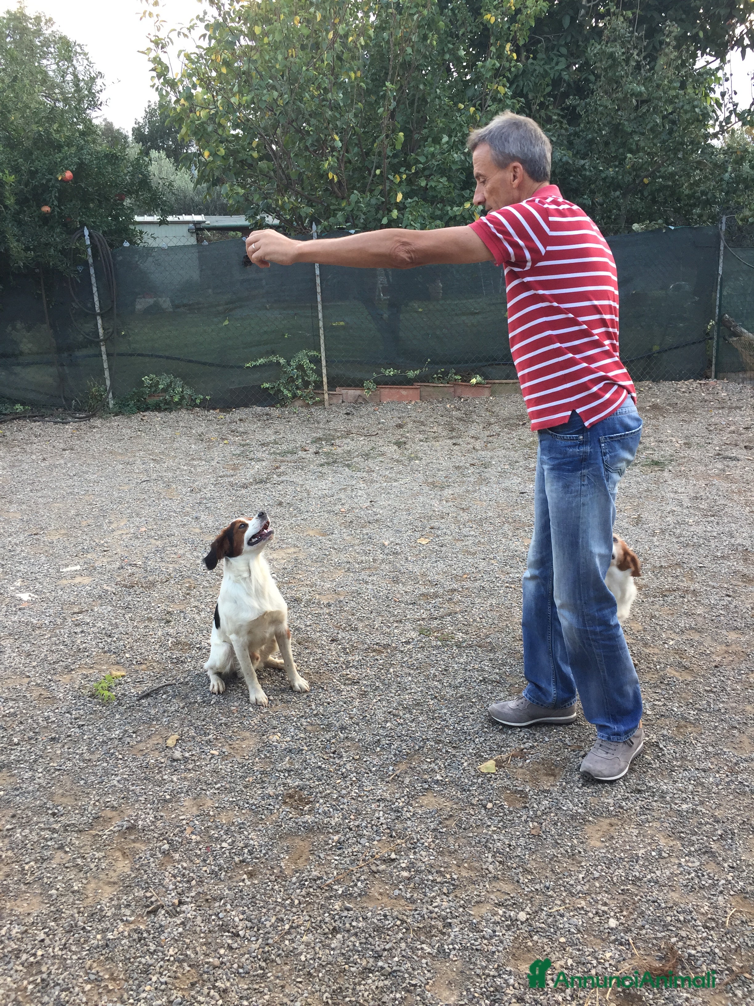 Altre razze cani Regalo  - Annuncio 2