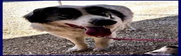 Meticcio cani in regalo: GGG un tenerone! tg grande a Provincia di Bergamo - Annuncio 7