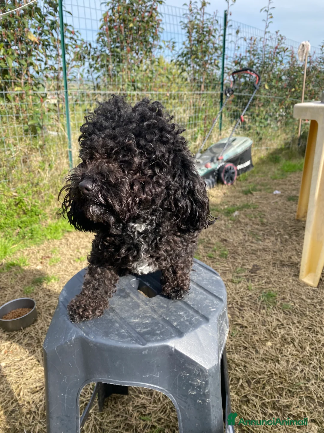 Barboncino Toy cani per accoppiamento: Barboncino Toy  - Annuncio 11