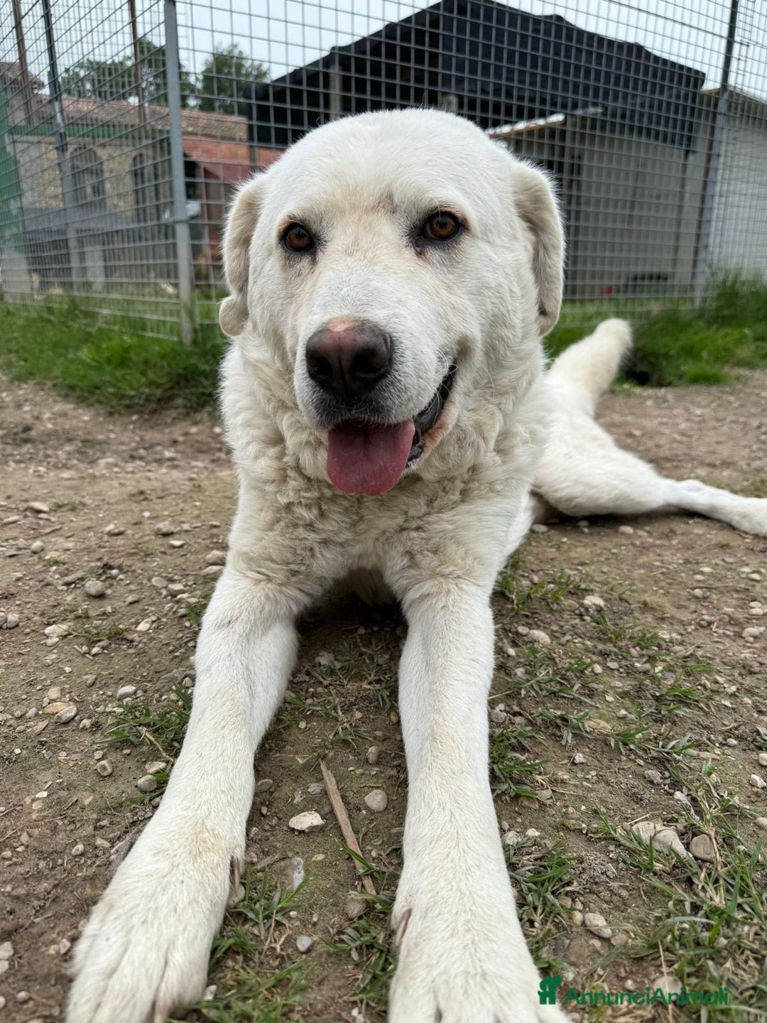 Meticcio cani in regalo: Craco dolcissimo cucciolone bianco  - Annuncio 4